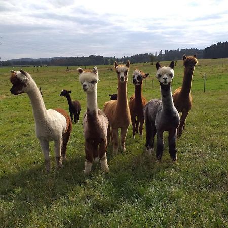 Apartment On An Alpaca Farm In Kierspe Buitenkant foto