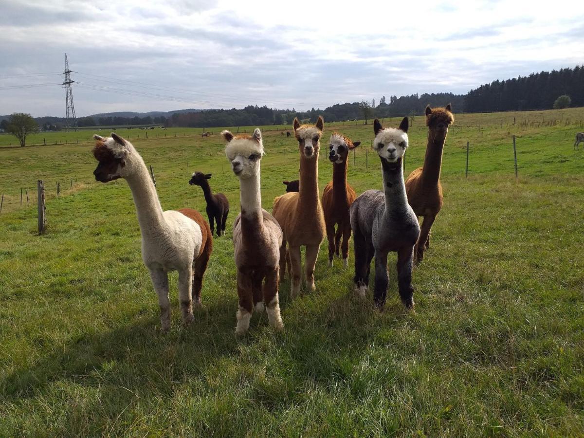 Apartment On An Alpaca Farm In Kierspe Buitenkant foto